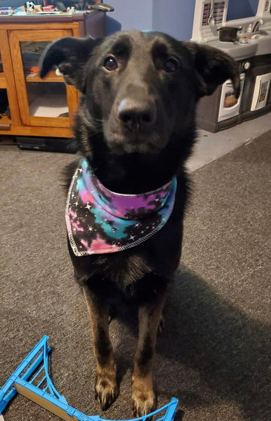 Design Your Own Dog Bandanna